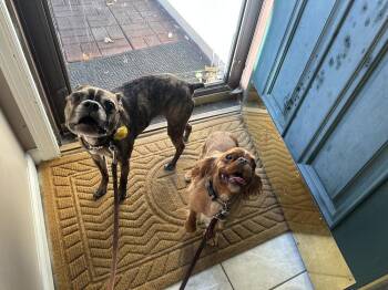 French Bulldog and Boston Terrier Dogs Available for Adoption in Germantown, Ohio - Sophie | PetCurious