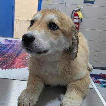 Dallas -  Mixed Breed Dog for Adoption in Huntsville, Alabama - Dallas | PetCurious