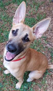 Rescue Shepherd Dogs for Adoption in Houston, Texas - Adeline Ruby | PetCurious