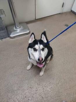 Rescue Husky Dogs for Adoption in Fruit Heights, Utah - Tyson | PetCurious