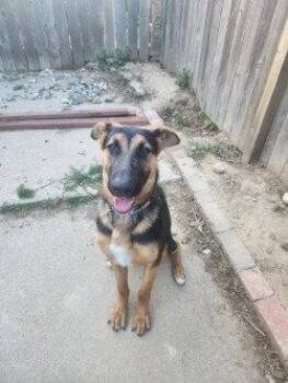 Valen -  German Shepherd Dog Dog for Adoption in Modesto, California - Valen | PetCurious