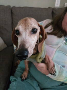Rescue Dachshund Dogs for Adoption in West Columbia, South Carolina - Daisy13 (Bonded With Roscoe4) | PetCurious