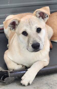 Rescue Cattle Dog and Labrador Retriever Dogs for Adoption in Fort Lupton, Colorado - Kingz | PetCurious