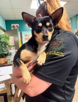 Chihuahua Dogs Available for Adoption in Rockport, Texas - Camellia Sackville | PetCurious