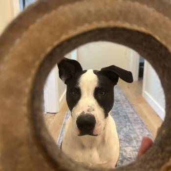 Mixed Breed Dogs Available for Adoption - Oreo | PetCurious