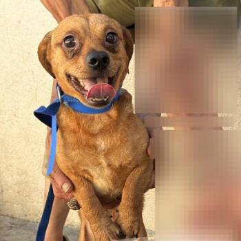 Oso -  Chihuahua Dog for Adoption in San Gabriel, California - Oso | PetCurious
