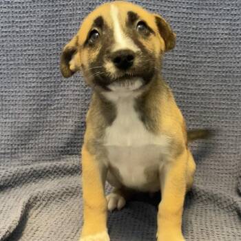 Ambrosia -  Mixed Breed Dog for Adoption in Canal Winchester, Ohio - Ambrosia | PetCurious