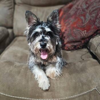 Russell -  Scottish Terrier Dog for Adoption in Baldwyn, Mississippi - Russell | PetCurious