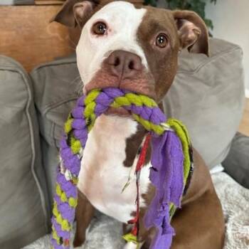 Rescue Pit Bull Terrier Dogs for Adoption in Eugene, Oregon - Tula | PetCurious