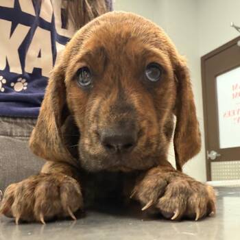 Robin Hood -  Hound and Mixed Breed Dog for Adoption in Durango, Colorado - Robin Hood | PetCurious