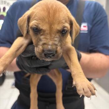 Mixed Breed Dogs Available for Adoption in Lufkin, Texas - Finnick | PetCurious