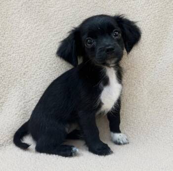 Zoey 0148 -  Spaniel Dog for Adoption in Waldorf, Maryland - Zoey 0148 | PetCurious