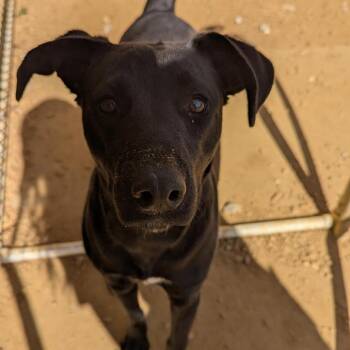 Mixed Breed Dogs Available for Adoption in Bentonville, Arkansas - Joy | PetCurious