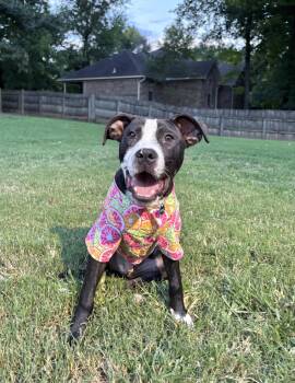 SPENCER -  Terrier Dog for Adoption in Southaven, Mississippi - SPENCER | PetCurious