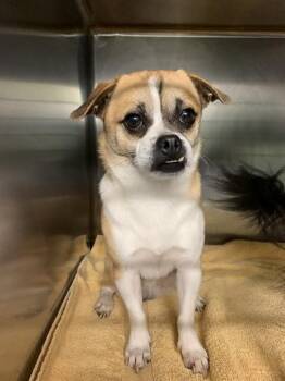 Chihuahua and Pug Dogs Available for Adoption in Grand Prairie, Texas - JAQUE | PetCurious