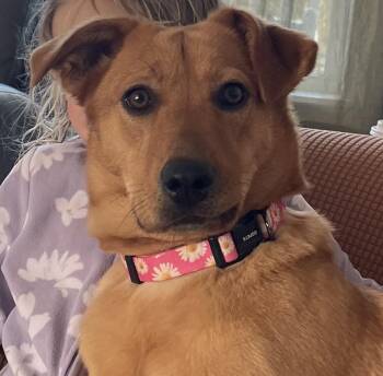 Labrador Retriever and Chow Chow Dogs Available for Adoption in Sanford, North Carolina - Maisee | PetCurious