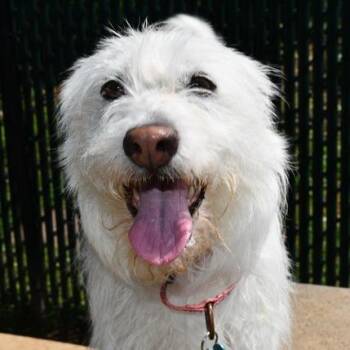 West Highland White Terrier Westie and Mixed Breed Dogs Available for Adoption in Johnson City, Tennessee - Dunkin | PetCurious