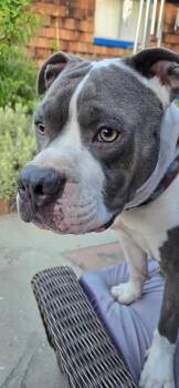 Jay Jay -  Pit Bull Terrier Dog for Adoption in Santa Monica, California - Jay Jay | PetCurious