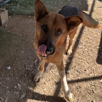 Boudin -  Labrador Retriever Dog for Adoption in Austin, Texas - Boudin | PetCurious