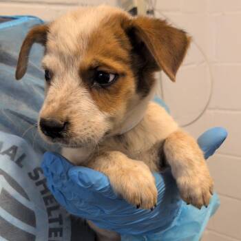 G.I. Justin -  Australian Cattle Dog Blue Heeler and American Staffordshire Terrier Dog for Adoption in Hattiesburg, Mississippi - G.I. Justin | PetCurious