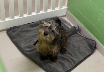 BLUEBIRD -  Yorkshire Terrier and Mixed Breed Dog for Adoption in Omaha, Nebraska - BLUEBIRD | PetCurious