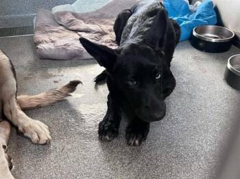 DAYA -  German Shepherd Dog and Mixed Breed Dog for Adoption in Tustin, California - DAYA | PetCurious
