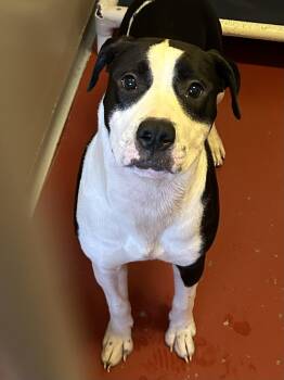 Lizzy -  Pit Bull Terrier Dog for Adoption in Mason City, Iowa - Lizzy | PetCurious