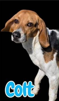 Beagle Dogs Available for Adoption - COLT | PetCurious