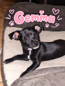 Gemma -  Chiweenie and Cattle Dog Dog for Adoption in Lafayette, California - Gemma | PetCurious