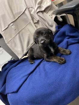 Ripple -  Mixed Breed Dog for Adoption in Hobbs, New Mexico - Ripple | PetCurious