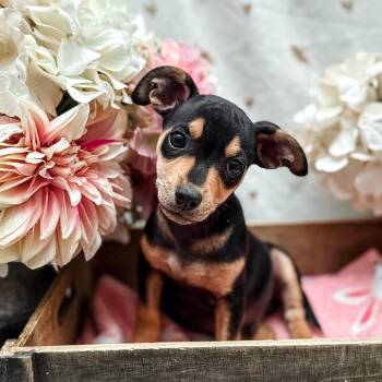 Barley -  Chihuahua Dog for Adoption in Newberg, Oregon - Barley | PetCurious