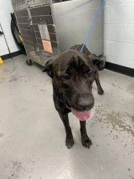 Vesper -  Mastiff and Cane Corso Dog for Adoption in Sacramento, California - Vesper | PetCurious