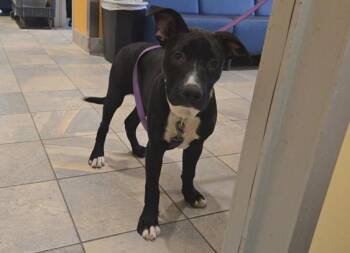 DRAGON -  Pit Bull Terrier Dog for Adoption in Tustin, California - DRAGON | PetCurious