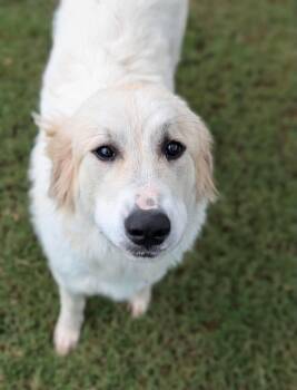 Bumble -  Great Pyrenees Dog for Adoption in Uxbridge, Massachusetts - Bumble | PetCurious