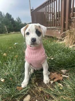 Rescue Boxer and Great Pyrenees Dogs for Adoption in Muskego, Wisconsin - Princess The Boxer/ Pyrenees Pup! | PetCurious