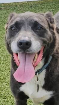 Rescue Mixed Breed Dogs for Adoption in Savannah, Georgia - Tracy | PetCurious
