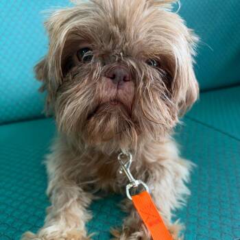 Aniston -  Shih Tzu Dog for Adoption in Lenexa, Kansas - Aniston | PetCurious