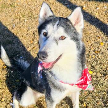 Siberian Husky Dogs Available for Adoption - Colleen | PetCurious