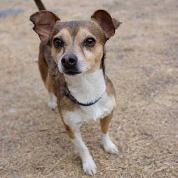 Jack Russell Terrier and Chihuahua Dogs Available for Adoption - Sony | PetCurious