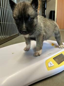 AUGUSTA* -  German Shepherd Dog and Mixed Breed Dog for Adoption in Santa Cruz, California - AUGUSTA* | PetCurious