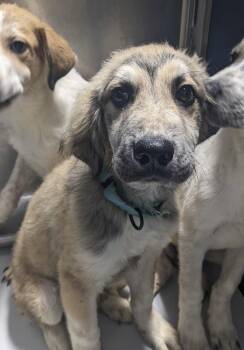 Jupiter~FOSTER OR FOSTER TO ADOPT NEEDED~ -  Great Pyrenees Dog for Adoption in Minneapolis, Minnesota - Jupiter~FOSTER OR FOSTER TO ADOPT NEEDED~ | PetCurious