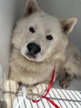 A660490 -  Chow Chow Dog for Adoption in Houston, Texas - A660490 | PetCurious