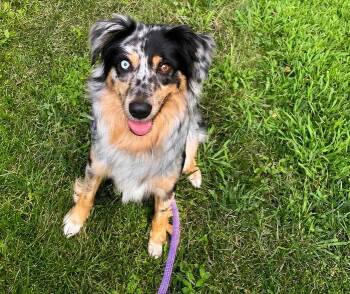 Willow (Aussie) -  Australian Shepherd Dog for Adoption in Holly Springs, North Carolina - Willow (Aussie) | PetCurious