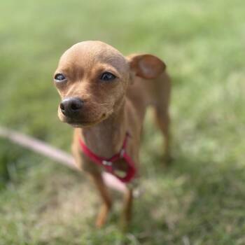 Choco -  Chihuahua Dog for Adoption in Champaign, Illinois - Choco | PetCurious