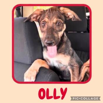 Olly -  Dachshund and Beagle Dog for Adoption in Ringwood, New Jersey - Olly | PetCurious