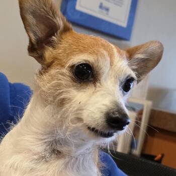 Pequena -  Bichon Frise and Terrier Dog for Adoption in Goleta, California - Pequena | PetCurious
