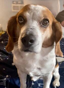 Beagle Dogs Available for Adoption - Charlie Brown | PetCurious