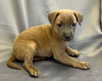 Boxer and Mixed Breed Dogs Available for Adoption - Jaylyn | PetCurious