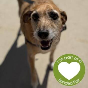 Waylon -  Mixed Breed Dog for Adoption in Janesville, Wisconsin - Waylon | PetCurious