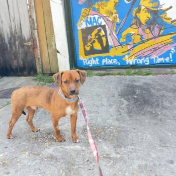 Fonzie -  Dachshund and Terrier Dog for Adoption in New Orleans, Louisiana - Fonzie | PetCurious